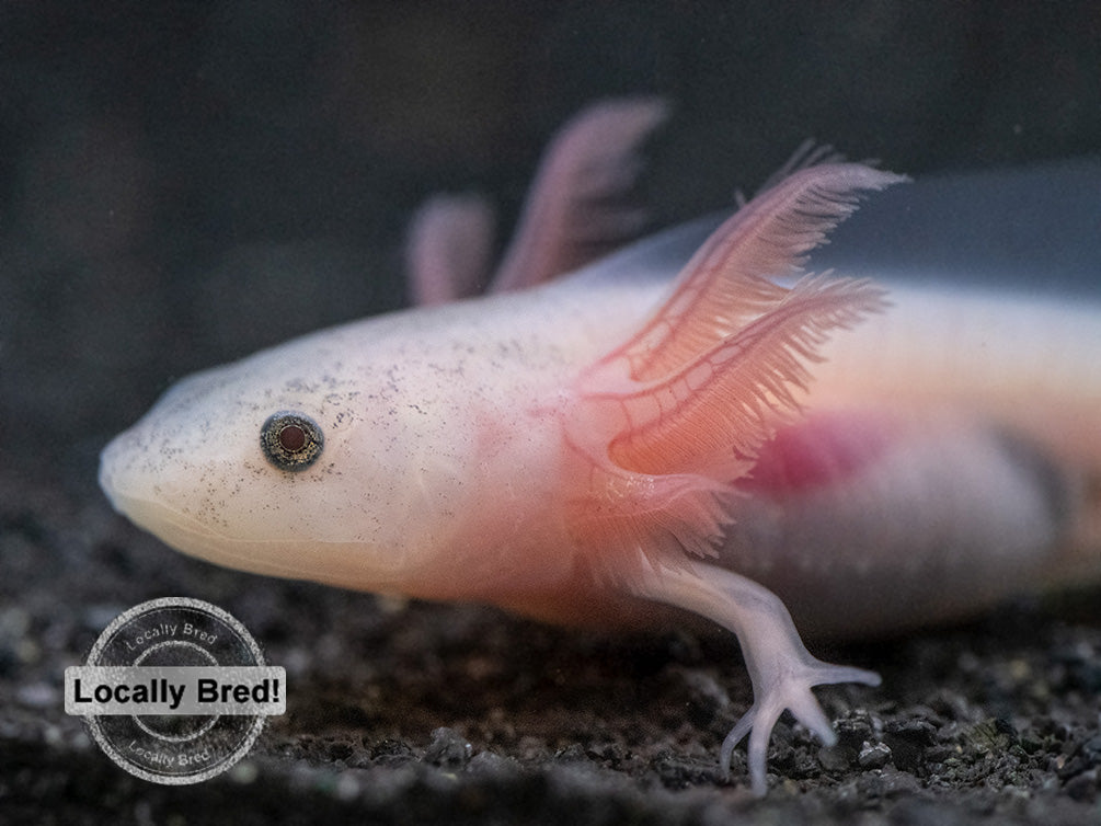 Lucy (Leucistic) Axolotl (Ambystoma mexicanum), Locally Bred!