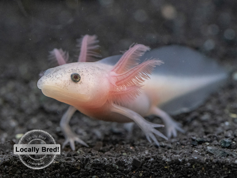 Lucy (Leucistic) Axolotl (Ambystoma mexicanum), Locally Bred!