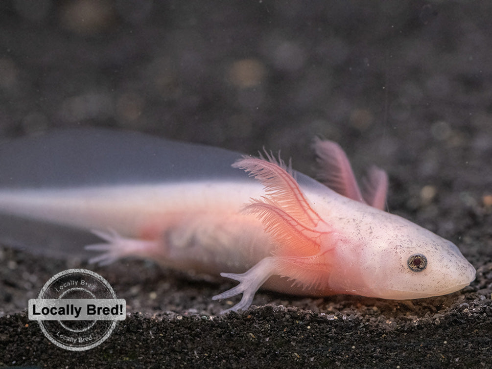 Lucy (Leucistic) Axolotl (Ambystoma mexicanum), Locally Bred!