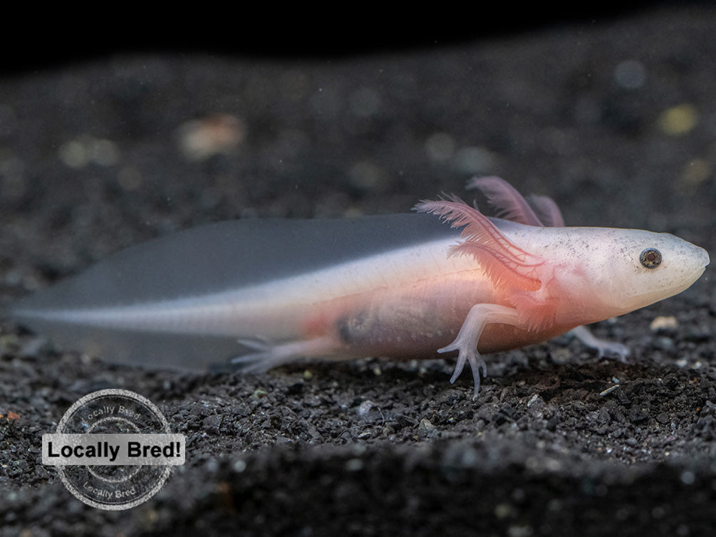 Lucy (Leucistic) Axolotl (Ambystoma mexicanum), Locally Bred!