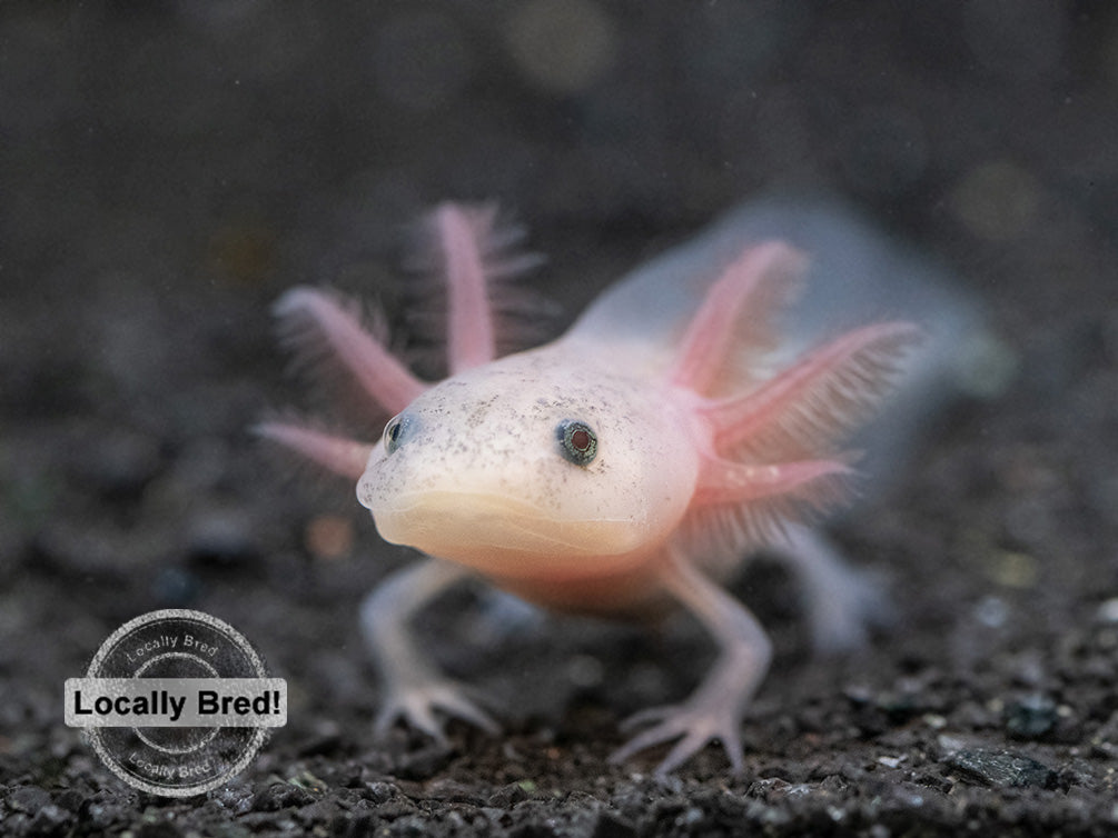 Lucy (Leucistic) Axolotl (Ambystoma mexicanum), Locally Bred!