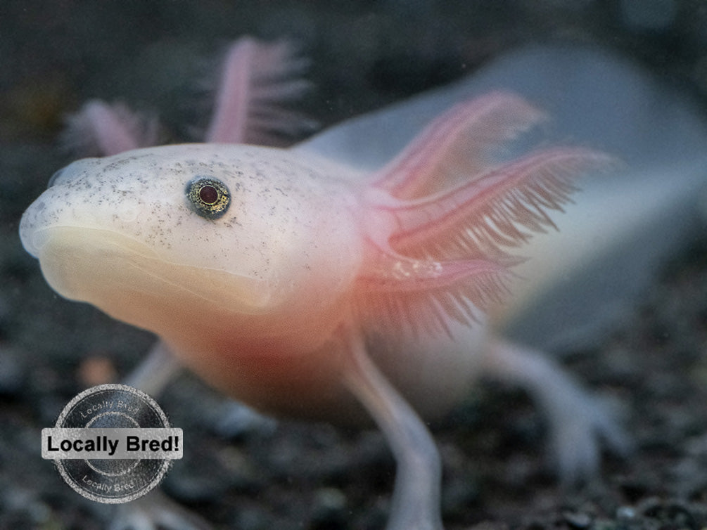 Lucy (Leucistic) Axolotl (Ambystoma mexicanum), Locally Bred!