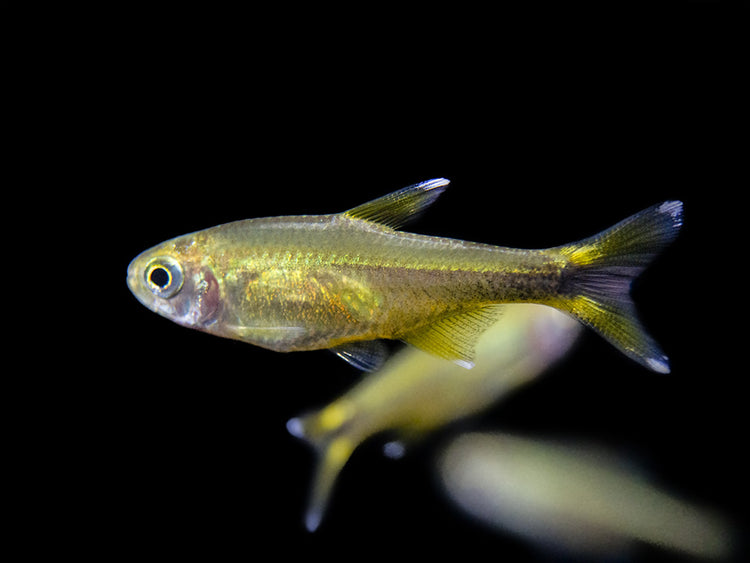 Silvertip Tetra Nano Fish for sale