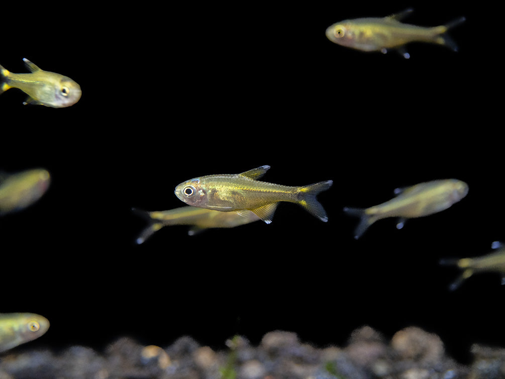 Silvertip Tetra Nano Fish for sale