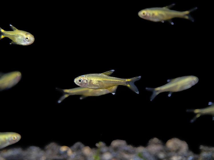 Silvertip Tetra Nano Fish for sale