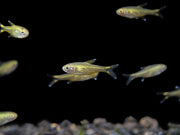 Silvertip Tetra Nano Fish for sale