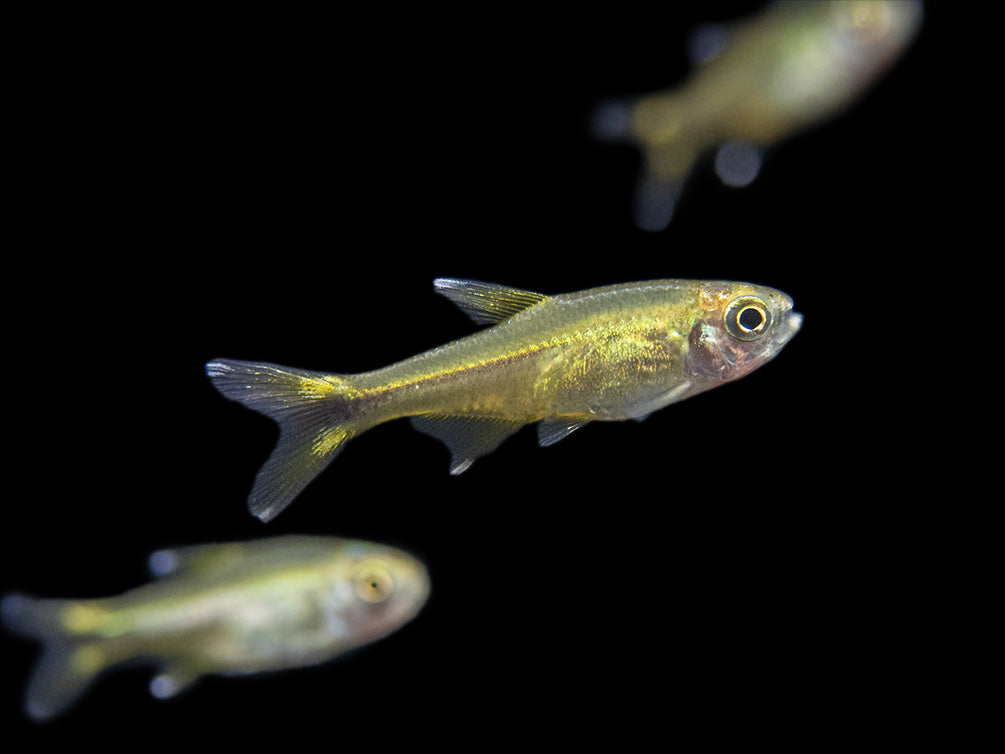 Silvertip Tetra Nano Fish for sale