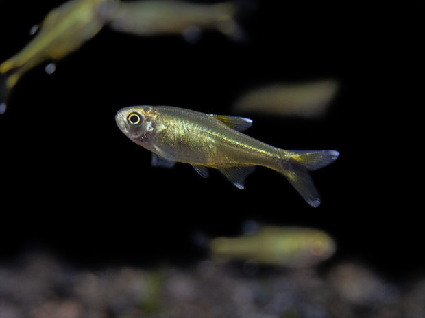 Silvertip Tetra Nano Fish for sale
