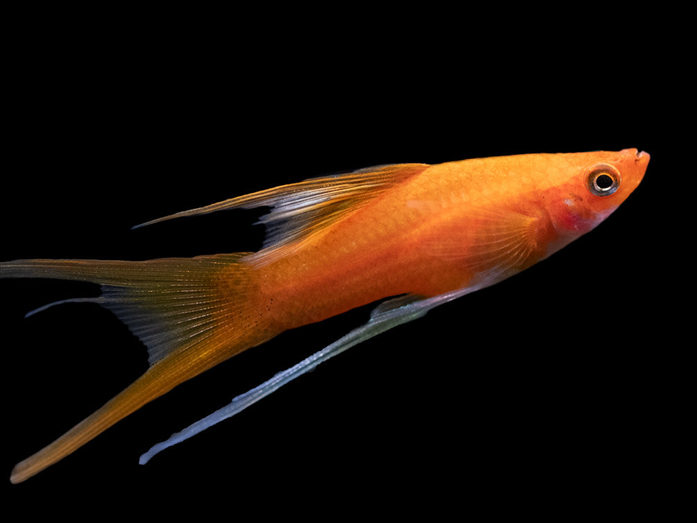 Simpson's Hi Fin Lyretail Swordtail (Xiphophorus helleri hybrid) - Tank-Bred!