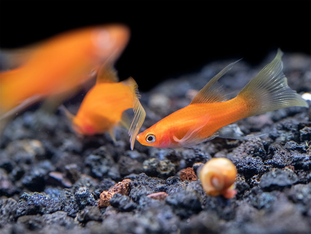 Simpson's Hi Fin Lyretail Swordtail (Xiphophorus helleri hybrid) - Tank-Bred!