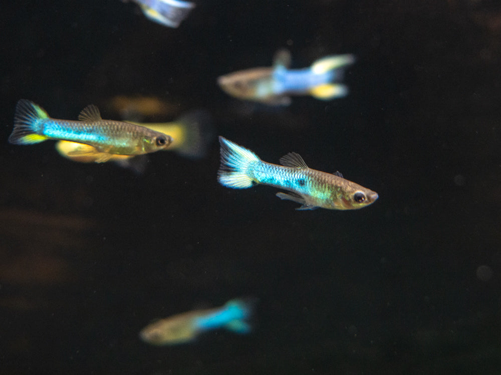 Sky Blue Endler’s Livebearer, Males and Females (Poecilia wingei var. “Sky Blue”), Tank-Bred!