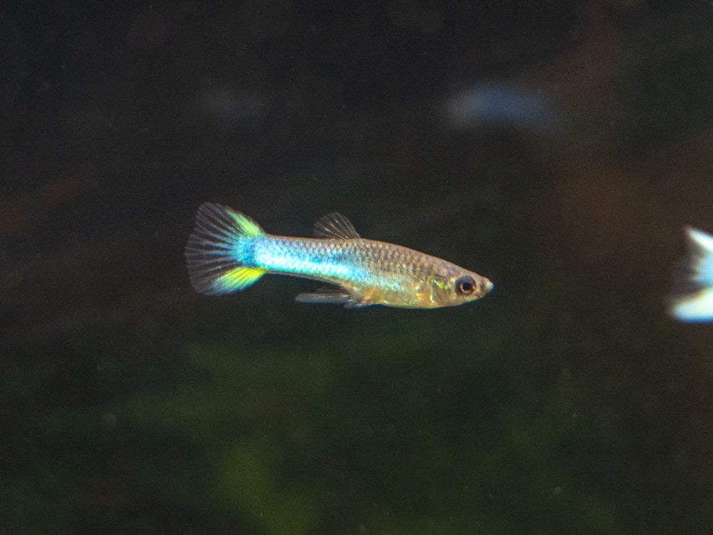 Sky Blue Endler’s Livebearer, Males and Females (Poecilia wingei var. “Sky Blue”), Tank-Bred!