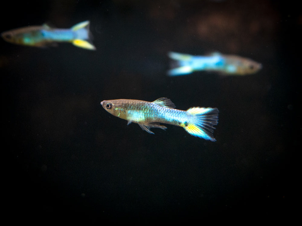 Sky Blue Endler’s Livebearer, Males and Females (Poecilia wingei var. “Sky Blue”), Tank-Bred!