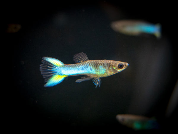 Sky Blue Endler’s Livebearer, Males/Females (P. wingei) - Aquatic Arts ...