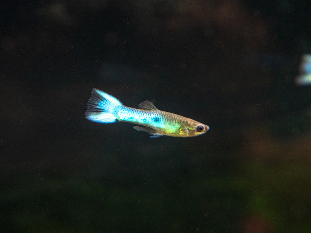 Sky Blue Endler’s Livebearer, Males and Females (Poecilia wingei var. “Sky Blue”), Tank-Bred!