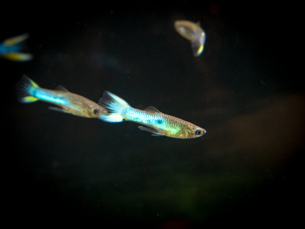 Sky Blue Endler’s Livebearer, Males and Females (Poecilia wingei var. “Sky Blue”), Tank-Bred!