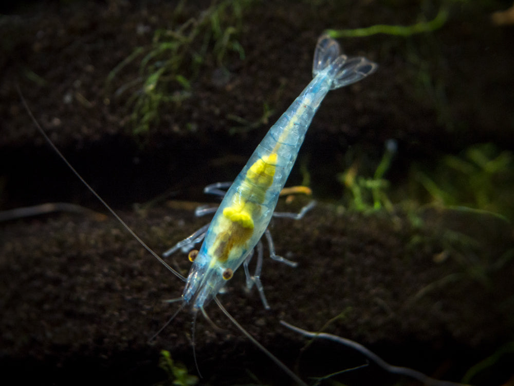 Sky Blue Velvet Shrimp Breeder Combo Box