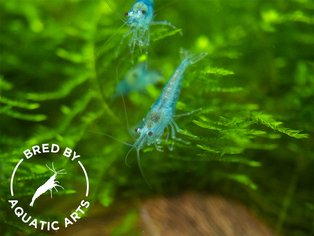 Sky Blue Velvet Shrimp (Neocaridina davidi), BREDBY: Aquatic Arts