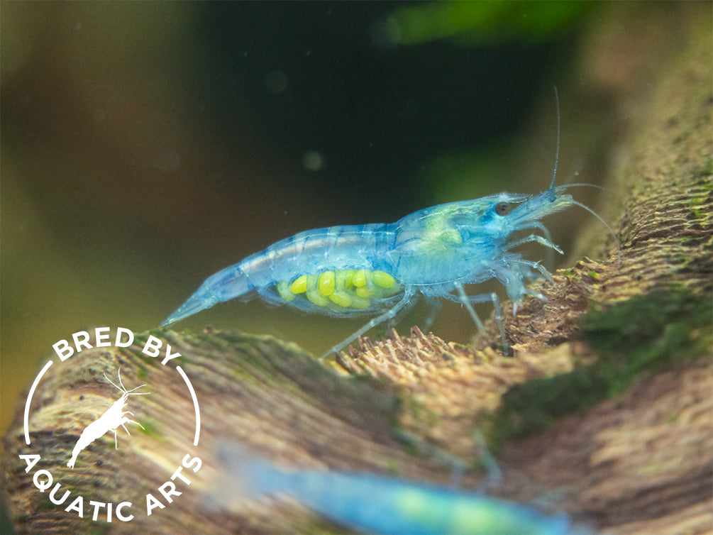 Sky Blue Velvet Shrimp (Neocaridina davidi), BREDBY: Aquatic Arts