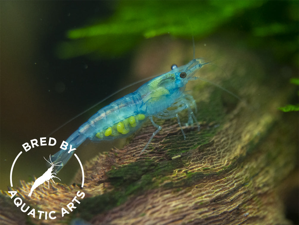 Sky Blue Velvet Shrimp (Neocaridina davidi), BREDBY: Aquatic Arts