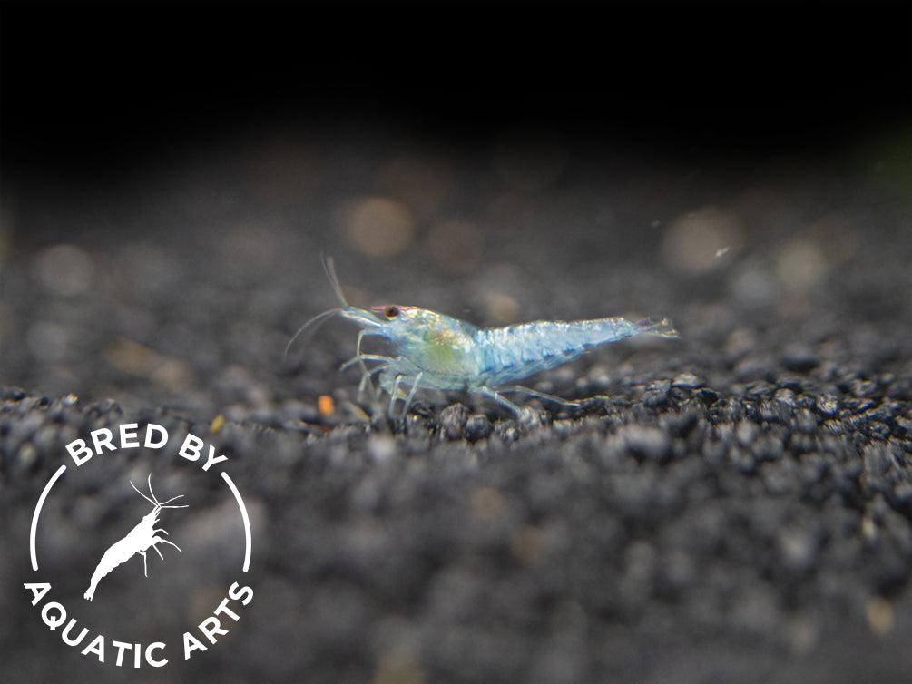 Sky Blue Velvet Shrimp (Neocaridina davidi), BREDBY: Aquatic Arts