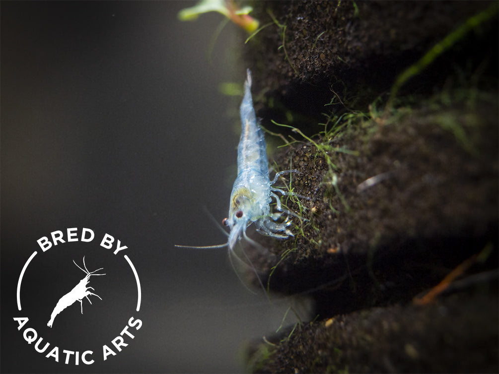 Sky Blue Velvet Shrimp (Neocaridina davidi), BREDBY: Aquatic Arts
