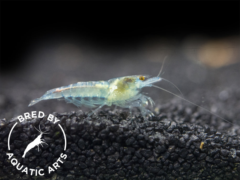 Sky Blue Velvet Shrimp (Neocaridina davidi), BREDBY: Aquatic Arts