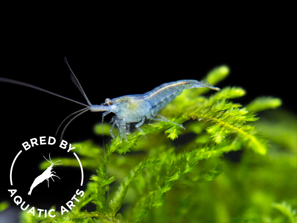 Sky Blue Velvet Shrimp (Neocaridina davidi), BREDBY: Aquatic Arts