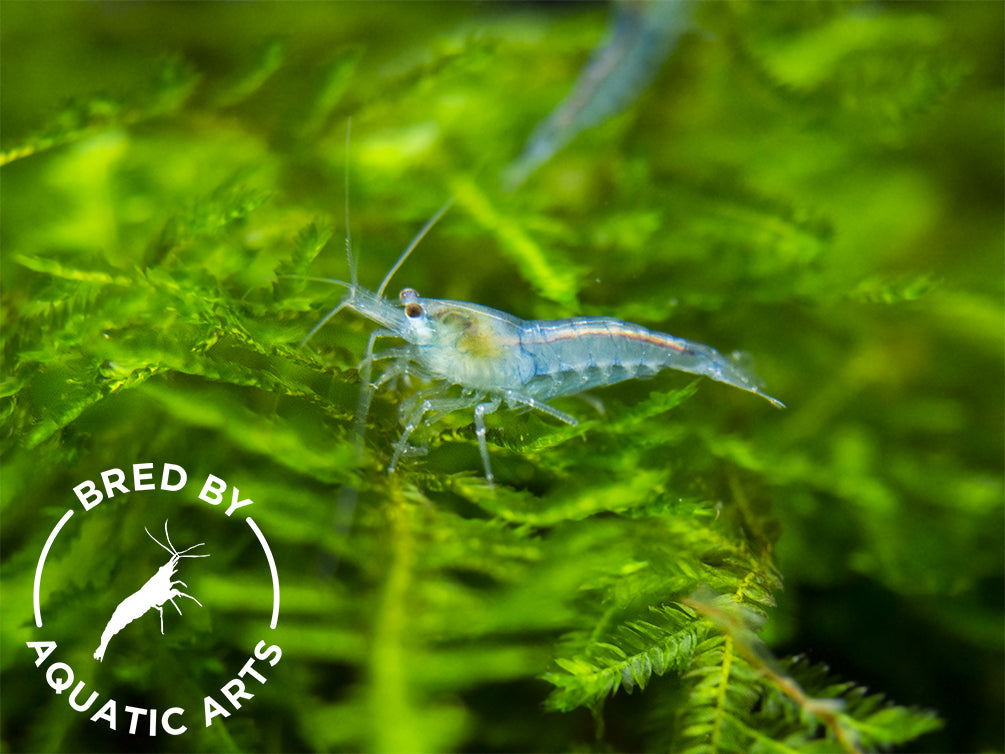 Sky Blue Velvet Shrimp (Neocaridina davidi), BREDBY: Aquatic Arts