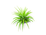 Air Plant Variety Pack - 2 to 5 Inch (Smaller Pack)