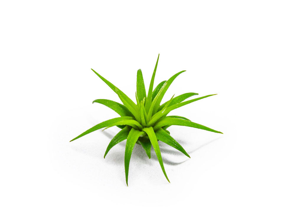 Air Plant Variety Pack - 2 to 5 Inch (Smaller Pack)