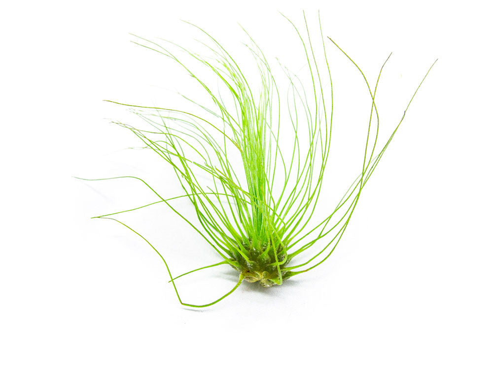 Air Plant Variety Pack - 2 to 5 Inch (Smaller Pack)