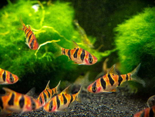 Rhombo Snakeskin Barb ~ Desmopuntius rhomboocellatus main image 0