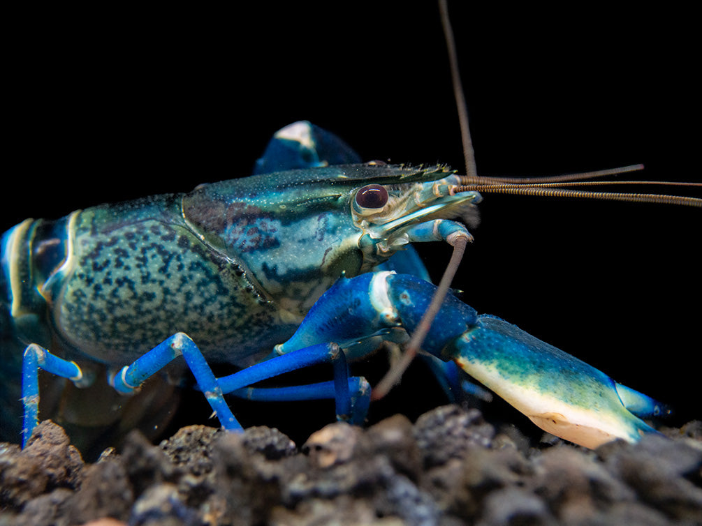 Snakeskin Blue Moon Crayfish (Cherax boesemani "Snakeskin Blue Moon")