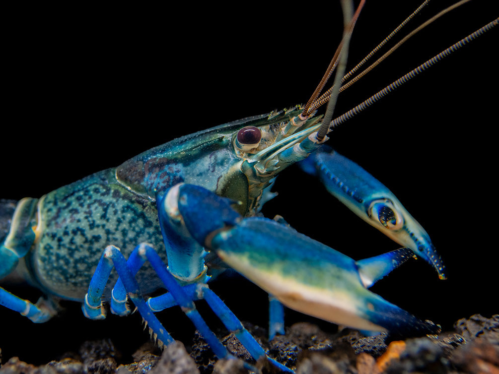 Snakeskin Blue Moon Crayfish (Cherax boesemani "Snakeskin Blue Moon")