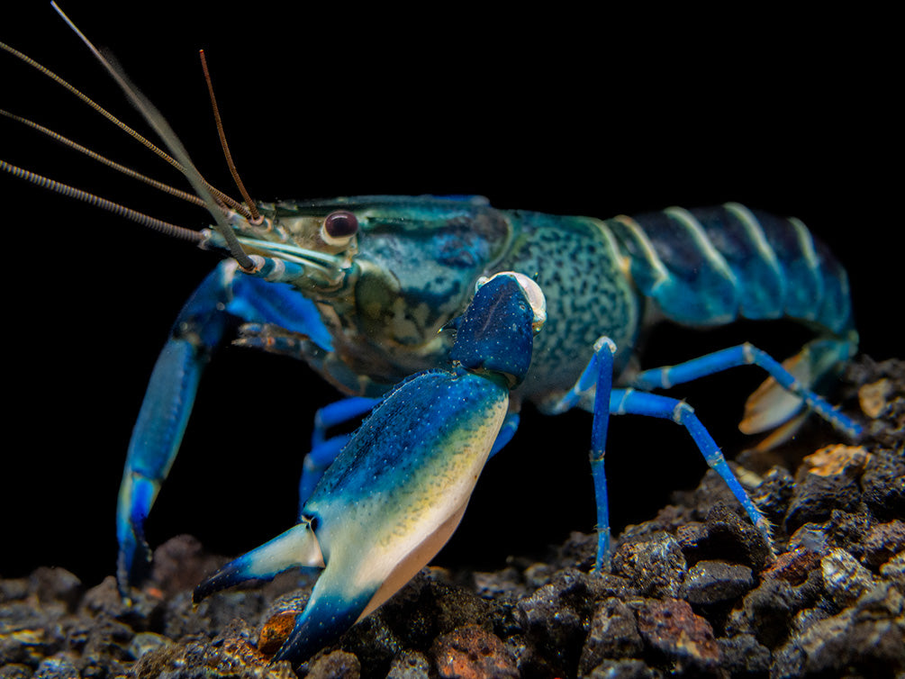 Snakeskin Blue Moon Crayfish (Cherax boesemani "Snakeskin Blue Moon")