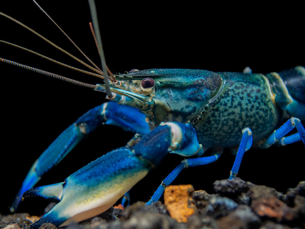 Snakeskin Blue Moon Crayfish (Cherax boesemani "Snakeskin Blue Moon")