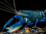 Snakeskin Blue Moon Crayfish (Cherax boesemani 