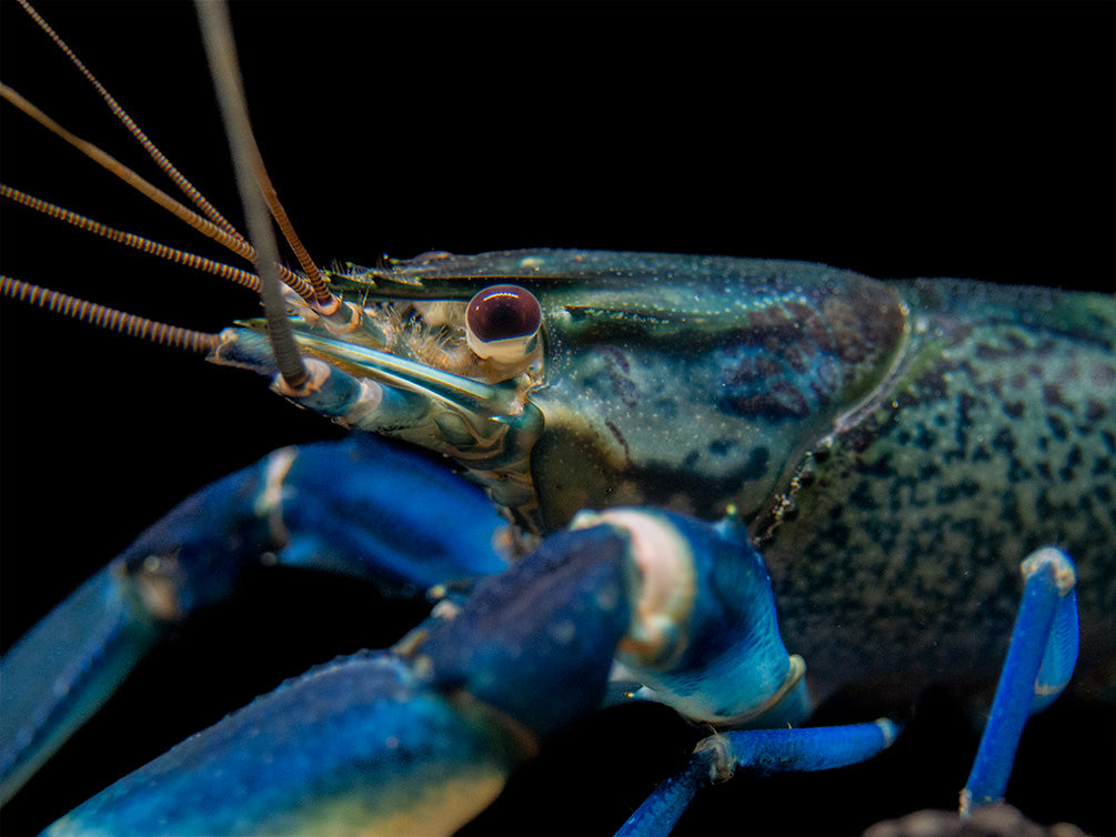 Snakeskin Blue Moon Crayfish (Cherax boesemani "Snakeskin Blue Moon")