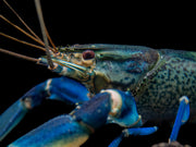 Snakeskin Blue Moon Crayfish (Cherax boesemani "Snakeskin Blue Moon")
