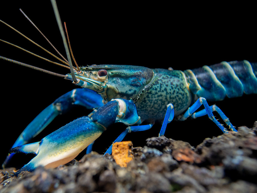 Snakeskin Blue Moon Crayfish (Cherax boesemani "Snakeskin Blue Moon")