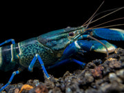 Snakeskin Blue Moon Crayfish (Cherax boesemani "Snakeskin Blue Moon")