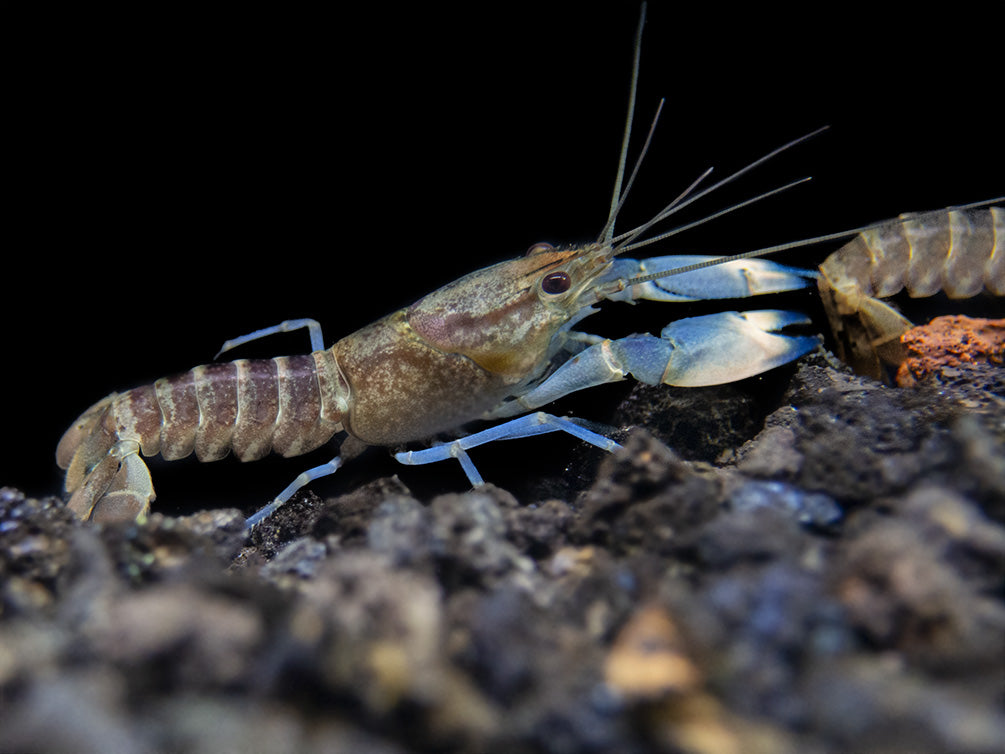 Snakeskin Blue Moon Crayfish (Cherax boesemani "Snakeskin Blue Moon")