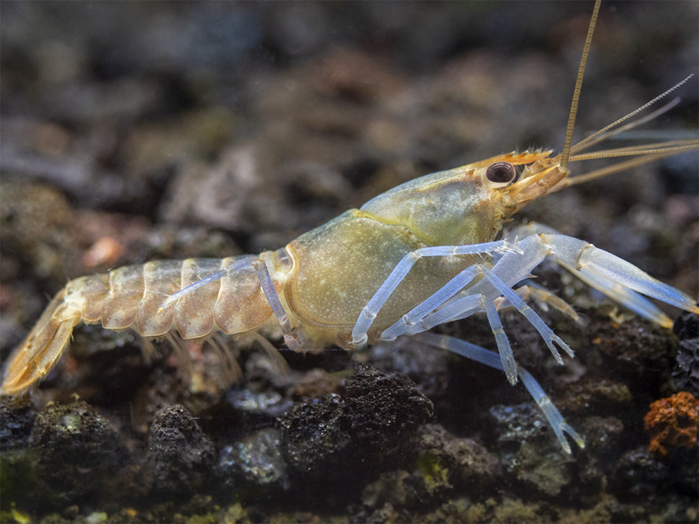 Snakeskin Blue Moon Crayfish (Cherax boesemani "Snakeskin Blue Moon")