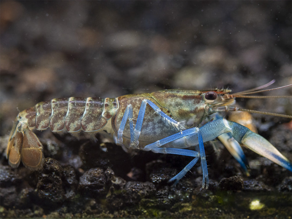 Snakeskin Blue Moon Crayfish (Cherax boesemani "Snakeskin Blue Moon")