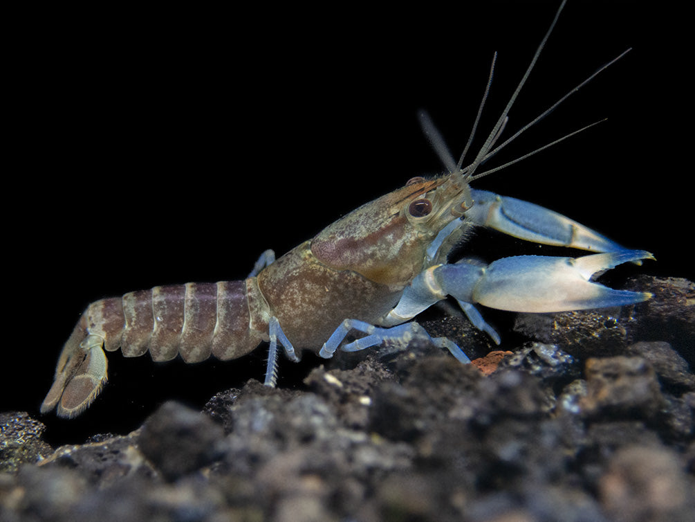 Snakeskin Blue Moon Crayfish (Cherax boesemani "Snakeskin Blue Moon")