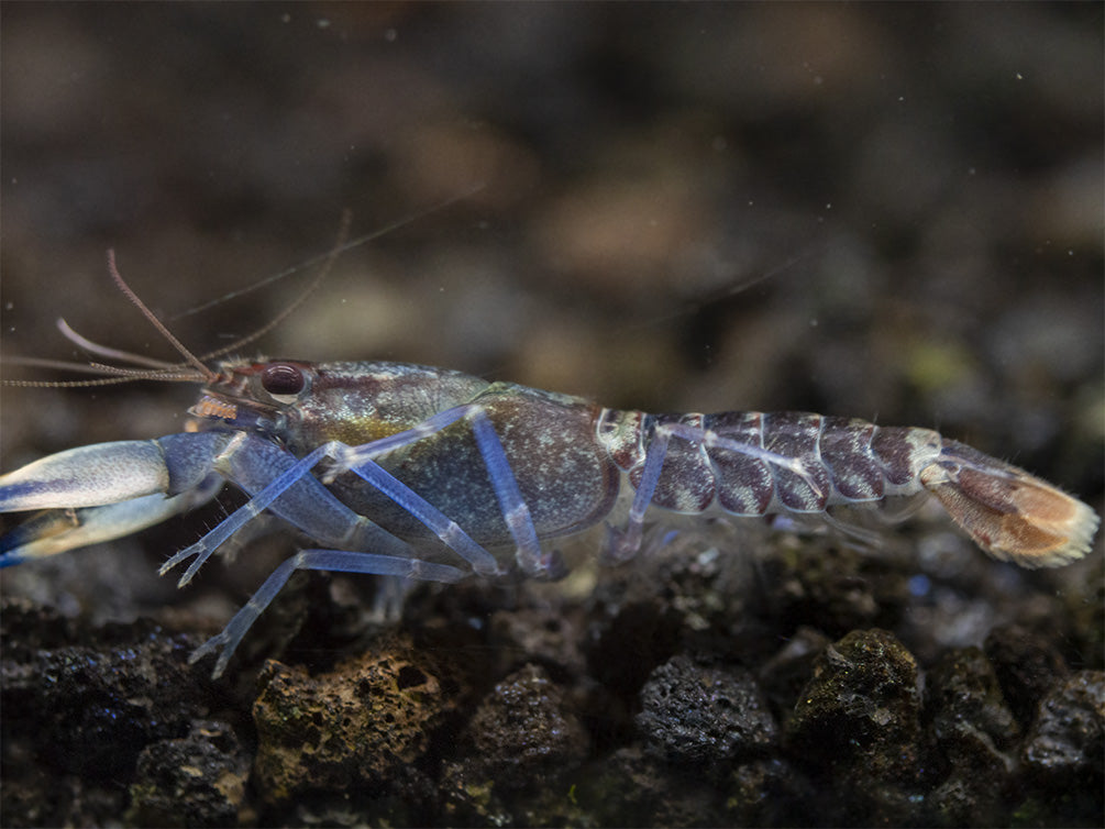 Snakeskin Blue Moon Crayfish (Cherax boesemani "Snakeskin Blue Moon")