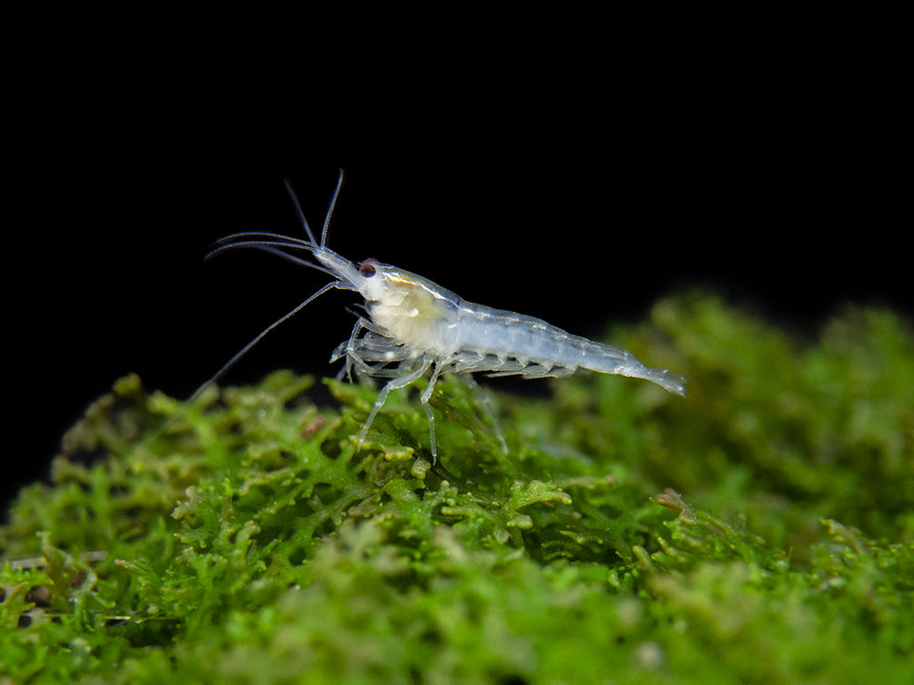 Ghost Shrimp - The Care, Feeding and Breeding of Ghost Shrimp