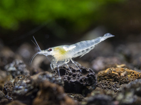Primary Colors Dwarf Shrimp Combo Pack (Sakura Red, Neon Yellow, and Sky Blue), Tank-Bred!