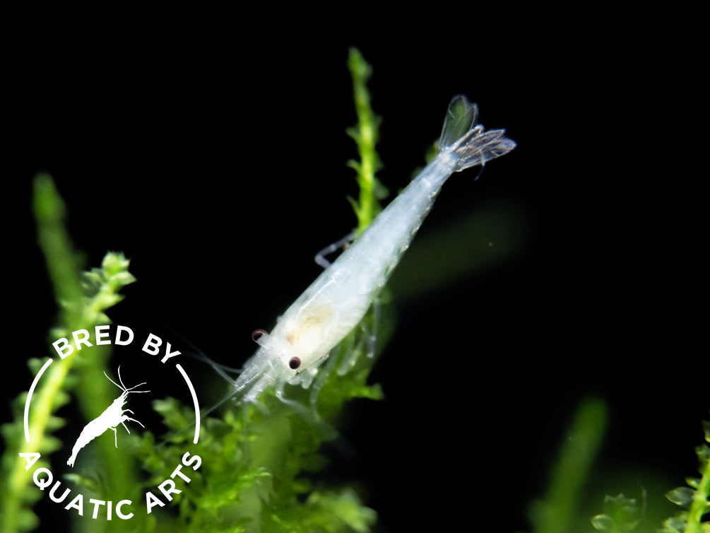 Snowball Shrimp (Neocaridina zhangjiajiensis), BREDBY: Aquatic Arts